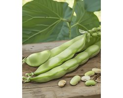 Graines de fève Witkiem Vicia Faba Annuelle 250g