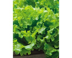 Salanova Sla Zaden Vicinity Lactuca Sativa Eenjarig Groen Knapperig Fris
