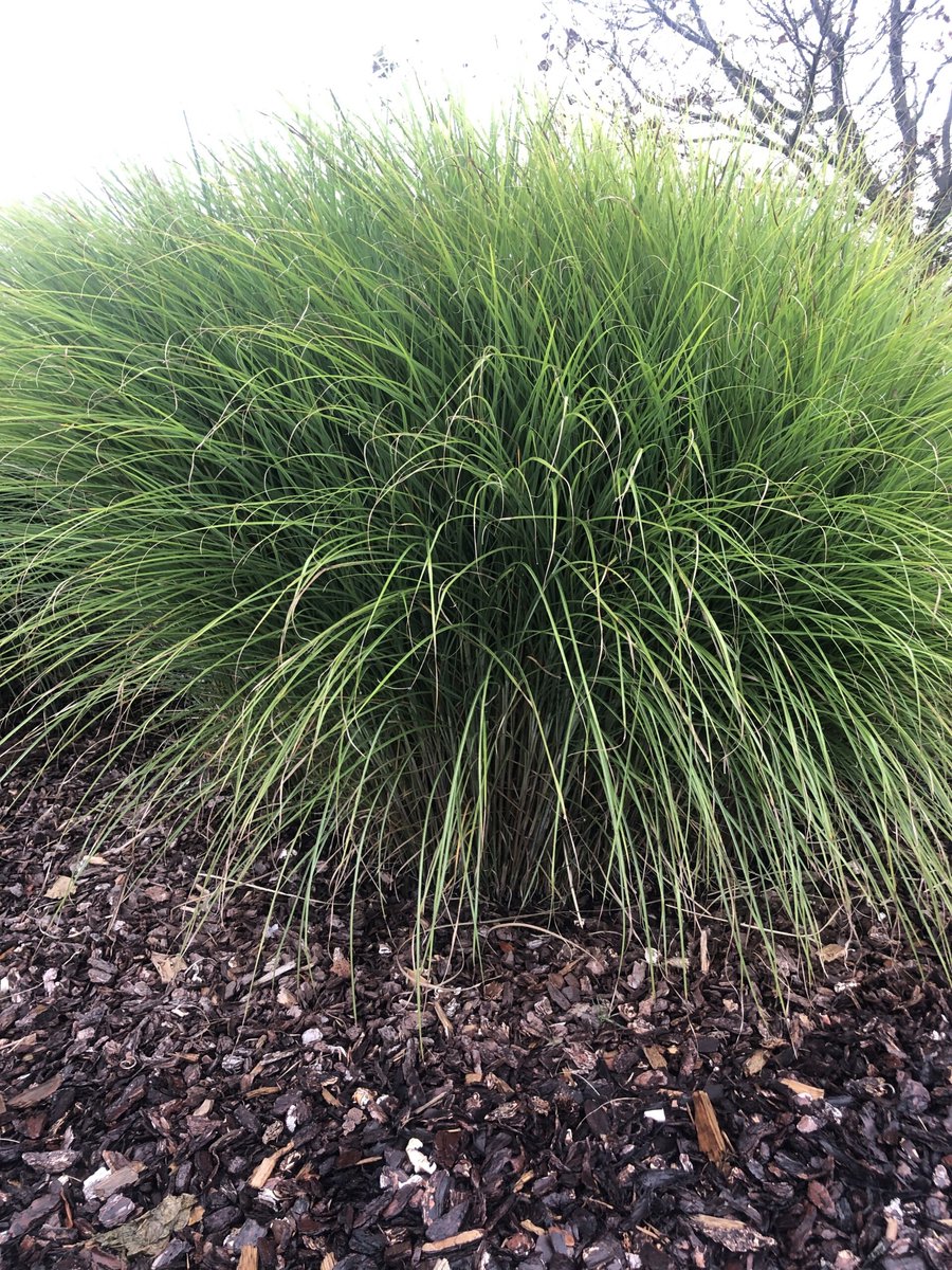 6x Prachtriet - Miscanthus sinensis 'Gracillimus' | 9x9 cm pot