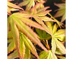 Acer palmatum 'Arakawa', Japanse Esdoorn, Hoogte 60cm, 3 liter pot