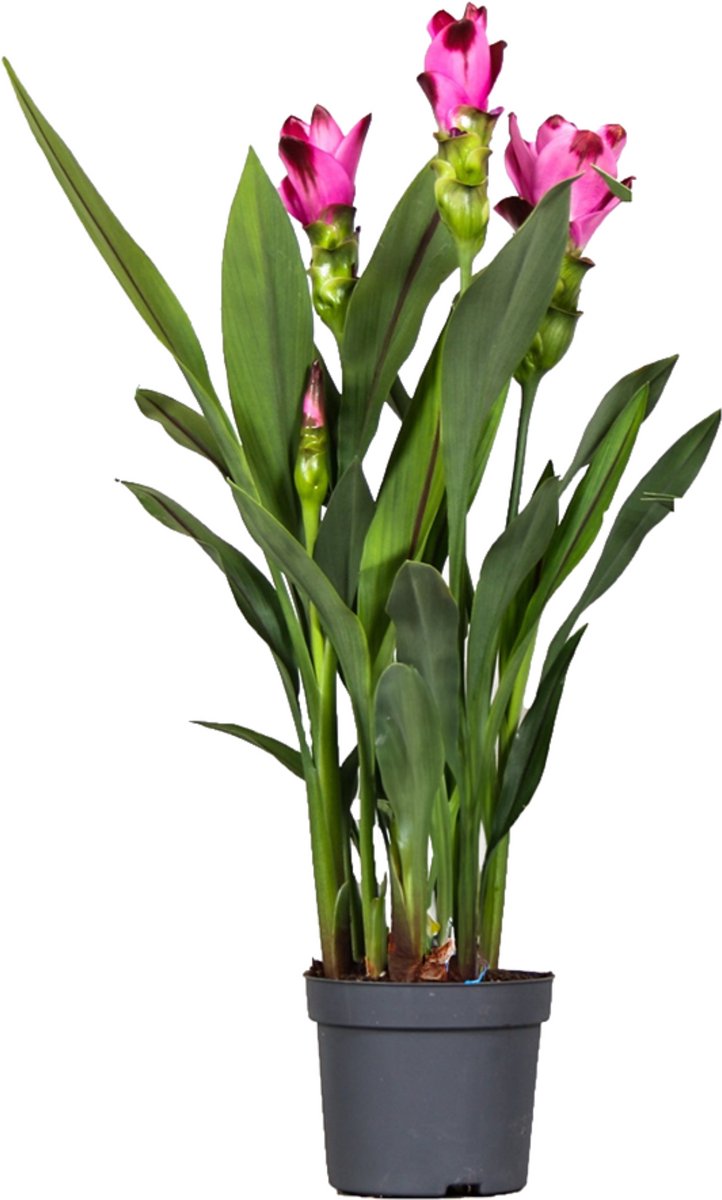 Plant in a Box - Siamese tulp - Curcuma 'Siam Splash' - Roze - Hoogte 40-60cm - ⌀13cm