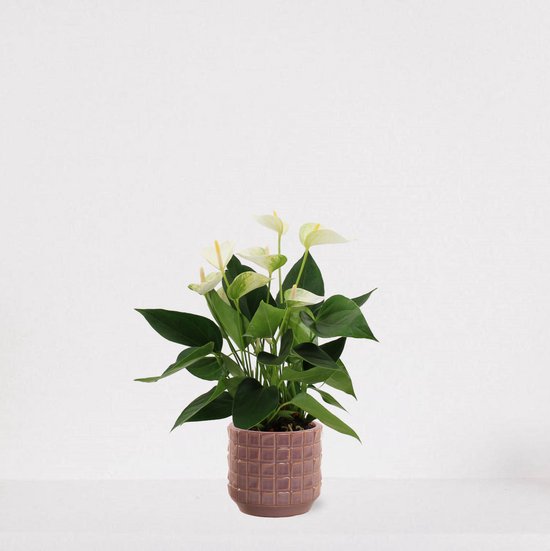 Anthurium Wit in sierpot Janneke oudroze – bloeiende kamerplant – flamingoplant – 40-50cm - Ø13 – geleverd met plantenpot – vers uit de kwekerij
