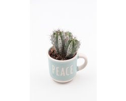 Bakkie koffie? – Koffiemok "GOOD" met cactus of vetplant – Keuze uit 6 teksten – Cadeau tip - Sierpot voor binnen