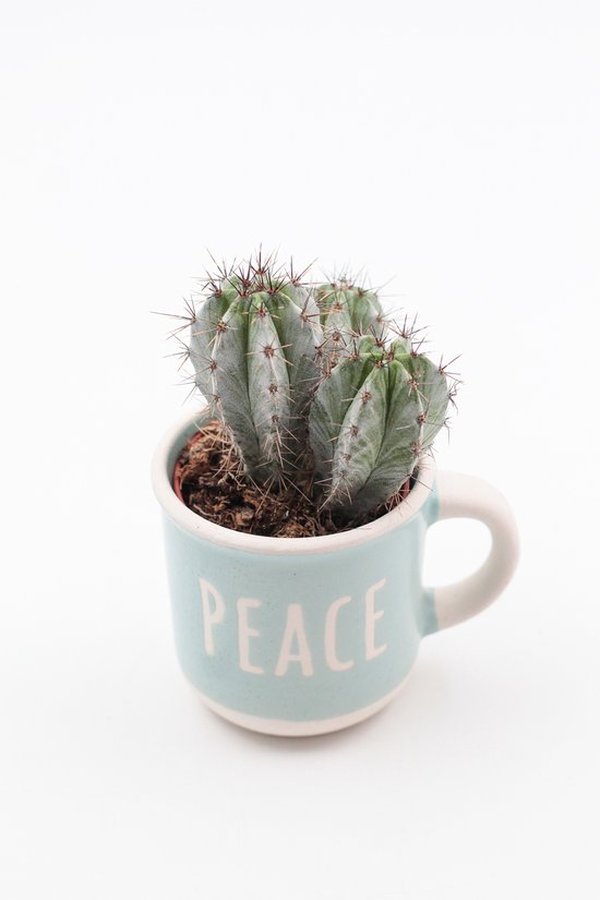 Bakkie koffie? – Koffiemok "GOOD" met cactus of vetplant – Keuze uit 6 teksten – Cadeau tip - Sierpot voor binnen