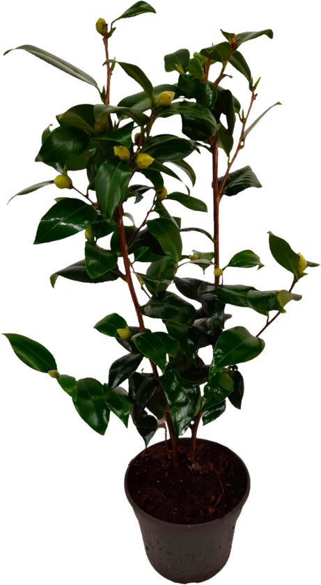 Plant in a Box - Camellia japonica " plant 's Yellow " - Rose du Japon - Camélia rustique - Pot 15cm - Hauteur 50-60cm
