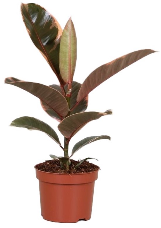 Ficus elastica 'Belize' - Hoogte 30cm - Pot 12cm