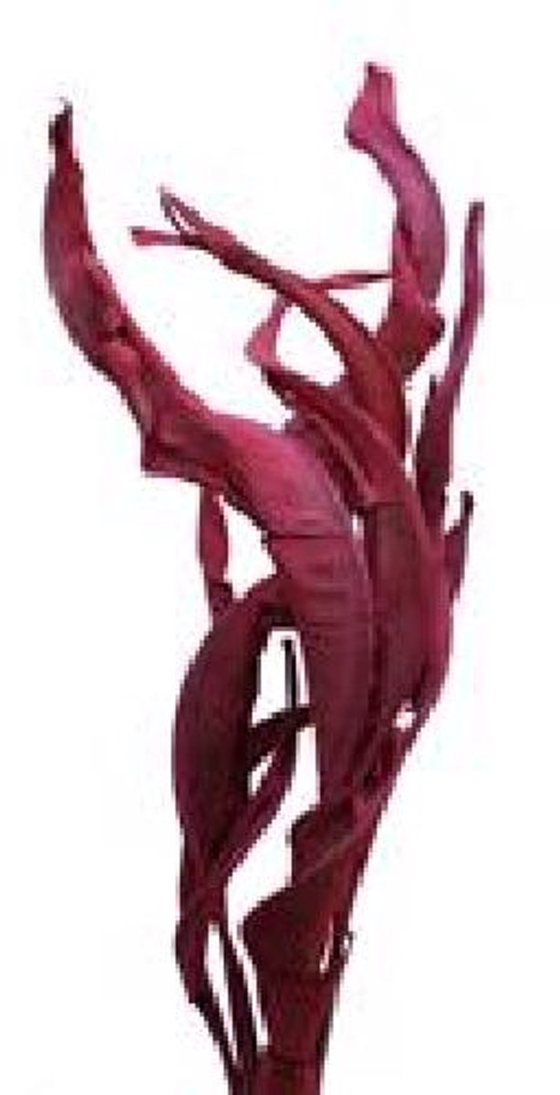 20x Dc strel.blad roze 80cm