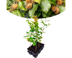 Happy Plants - Fagus Sylvatica - Haagplant - 6 stuks - Tuinplant - Winterhard - ca. 35 cm - Potmaat 9