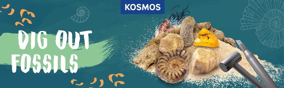 KOSMOS Dig Out Fossils - Opgravingsset - Graaf Echte Fossielen Op - Inclusief Barnsteen, Steenkoraal en Fossiele Schelpen - Archeologie voor Kinderen - STEM Speelgoed - Vanaf 7 Jaar — afbeelding 5