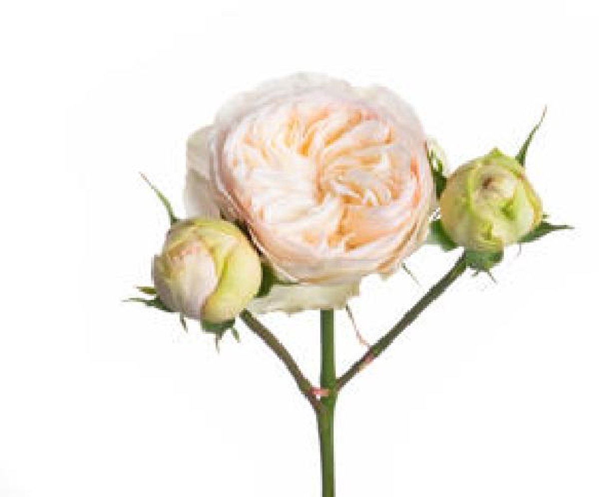 10x Rosa tr. grandmas finest romy 40cm