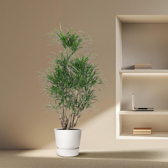 Dracaena Anita vertakt - 160 cm - ø31