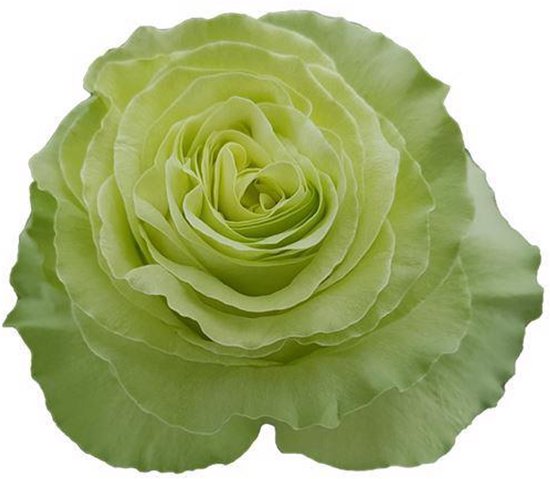 10x Rosa wasabi 60cm | bol