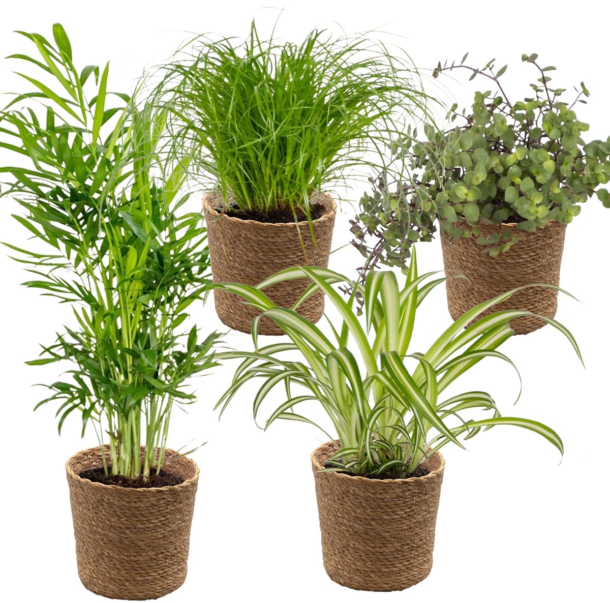 Bol.com Bloomique - Mix van 4 - Huisdiervriendelijke Mix - Cyprus Zumula - Callisia - Chamaedorea - Chlorophytum - Kamerplanten ... aanbieding