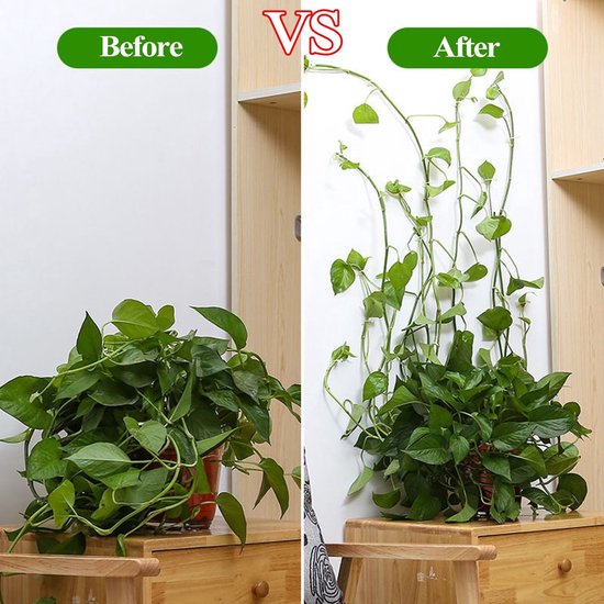 Voor en na vergelijking: links een bosje groene planten, rechts dezelfde planten verticaal langs de muur geleid met clips.