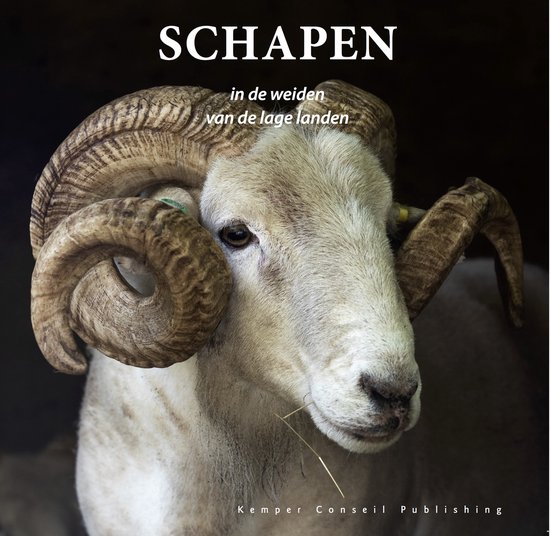Schapen in de weiden van de lage landen - cover