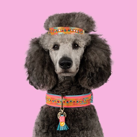 Leren halsband hond (puppy/klein) - Puck Designs