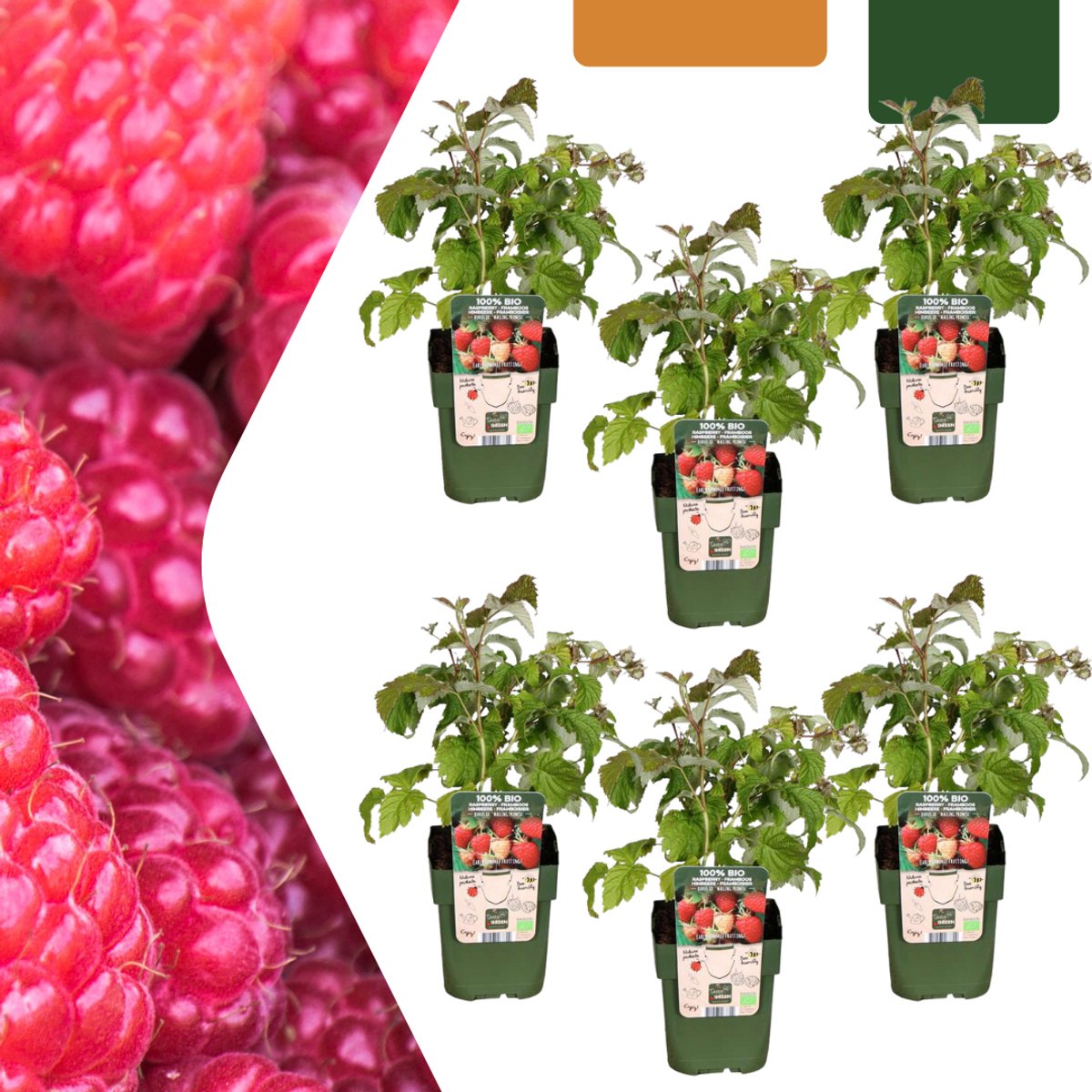 Tuinplantenshop.com | Frambozenplanten - Rubus idaeus - biologisch | 6 stuks - Ø13cm - 20cm hoog - Tuinplant - Groente & Fruit