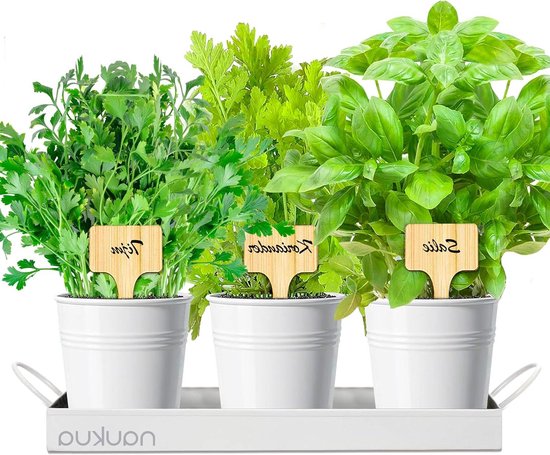 Paleo Kippensoep met Verse Groenten en Aromatische Kruiden