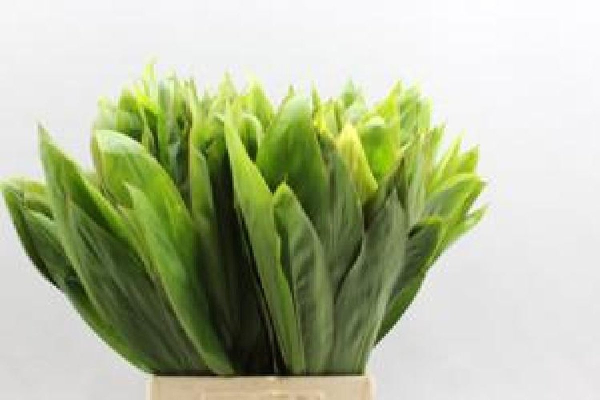 10x Sg drac.green tip 50cm