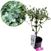 Eucalyptus gunnii, wintergroene Cidergomboom, 3 liter pot