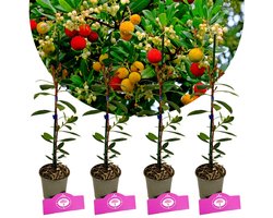 Set Van 4 Aardbeienboom - Arbutus unedo – Hoogte 15cm – 9cm pot