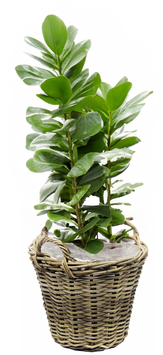 Van der Leeden Planten/bloemen mand met hengsels - rotan gevlochten - D35 x H25 cm - plantenpot - plantenmand