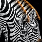 Schilderij - Drinkende zebra's , Zwart wit , 3 maten , Premium Print