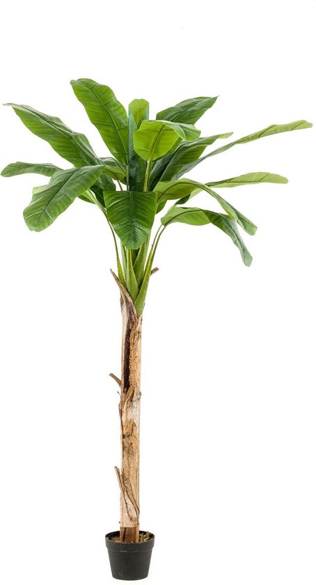 Verfijnen merknaam Onleesbaar Bananenboom - kunstplant | bol.com