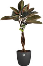 Kamerplant van Botanicly – Rubberboom incl. sierpot antraciet als set – Hoogte: 100 cm – Ficus Elastica Burgundy Bushy