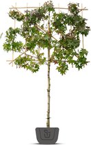 Amberboom als leiboom | Lei-Liquidambar styraciflua Worplesdon | Stamomtrek: 10-12 cm | Stamhoogte: 120 cm | Rek: 150 cm