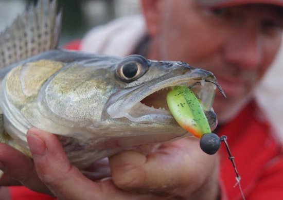 Fox Rage Zander Pro Shad 10cm van Fox Rage — afbeelding 5