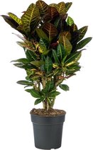 Croton 70 cm - Petra