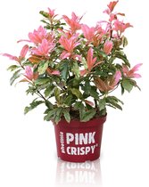 Photinia Serratifolia 'Pink Crispy' - Glansmispel roze - ↑ 10-20cm - Ø 13cm