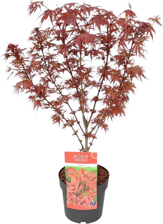 Acer Palmatum Shaina - Japanse Esdoorn Rood - Pot 3 Liter
