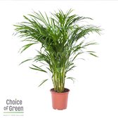 Choice of Green Dypsis Areca - In kwekers pot ⌀21 cm - hoogte ↕100 cm