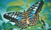 MyHobby Borduurpakket – Gestreepte vlinder 50×30 cm - Aida stof 5,5 kruisjes/cm (14 count)