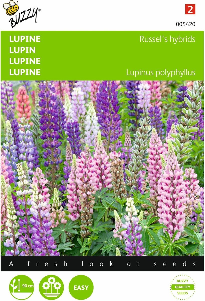 2 stuks - Buzzy - Lupinus polyphyllus Russell s Hybriden Gemengd