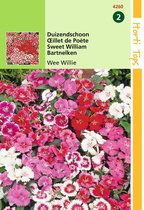 2 stuks - Hortitops - Dianthus Barbatus Wee Willie Gemengd