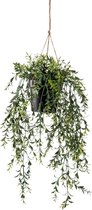 Buxus Kunst Hangplant 50cm