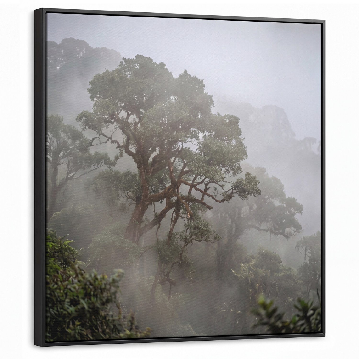 Canvas Schilderij met Baklijst - Boom - Mistig - Bos - Groen - Natuur