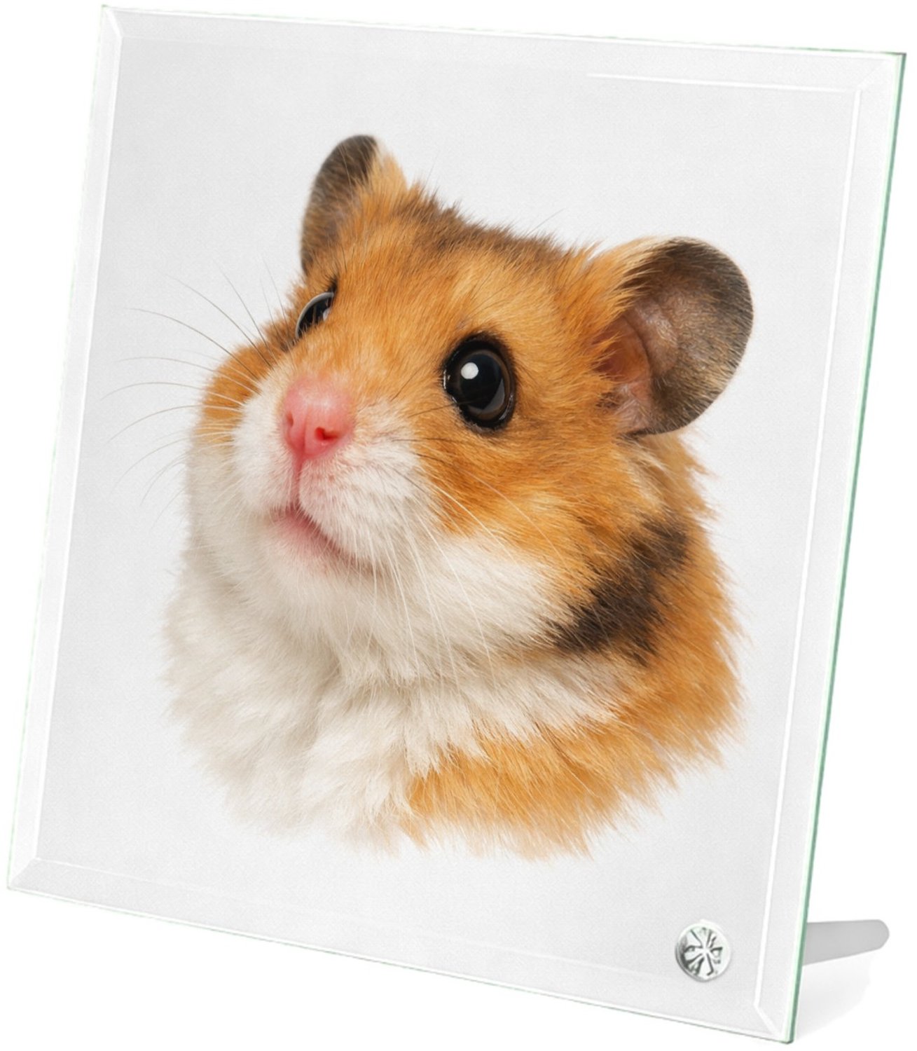 Mr Cadeautjes Glasframe 20 x 20 - design Monumentaal huisdierportret met warme close-up en diepe donk | cadeau Wit