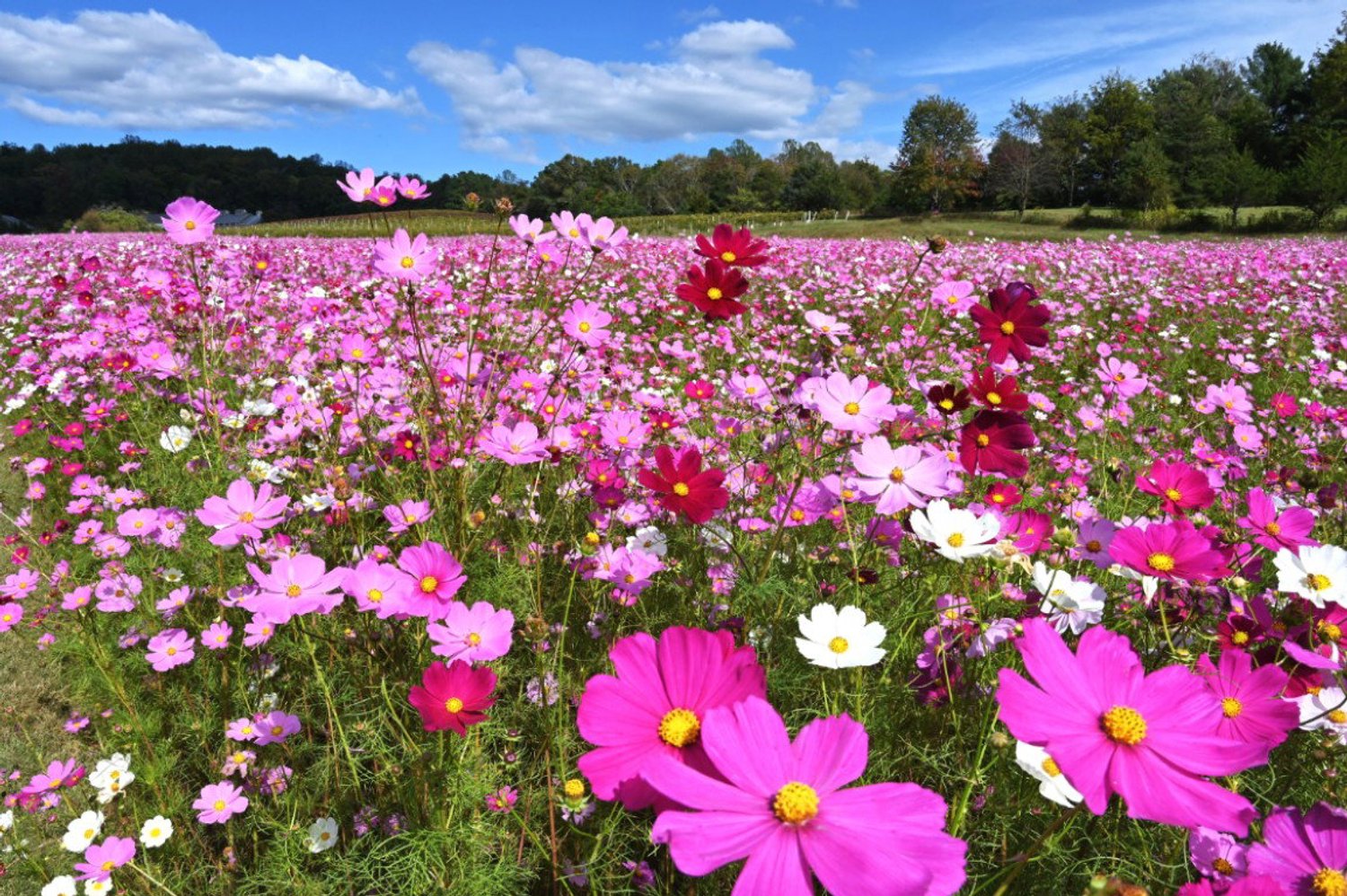 Vgdesign Roze bloemenveld 70x50 tuinposter banner VGDesign onbekend