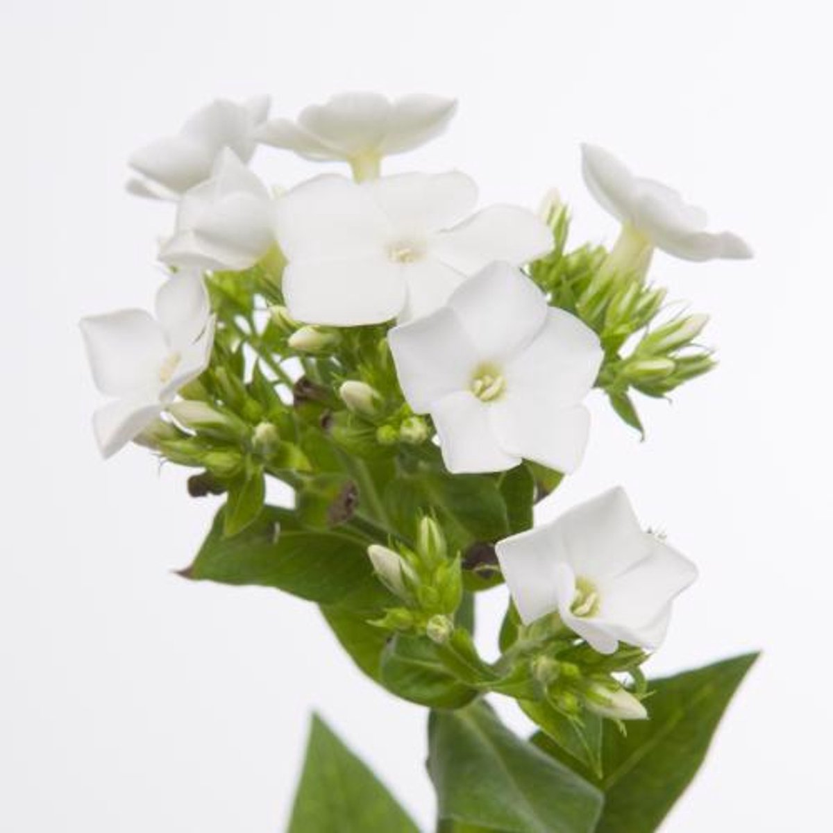 50x Phlox whitecap 50cm
