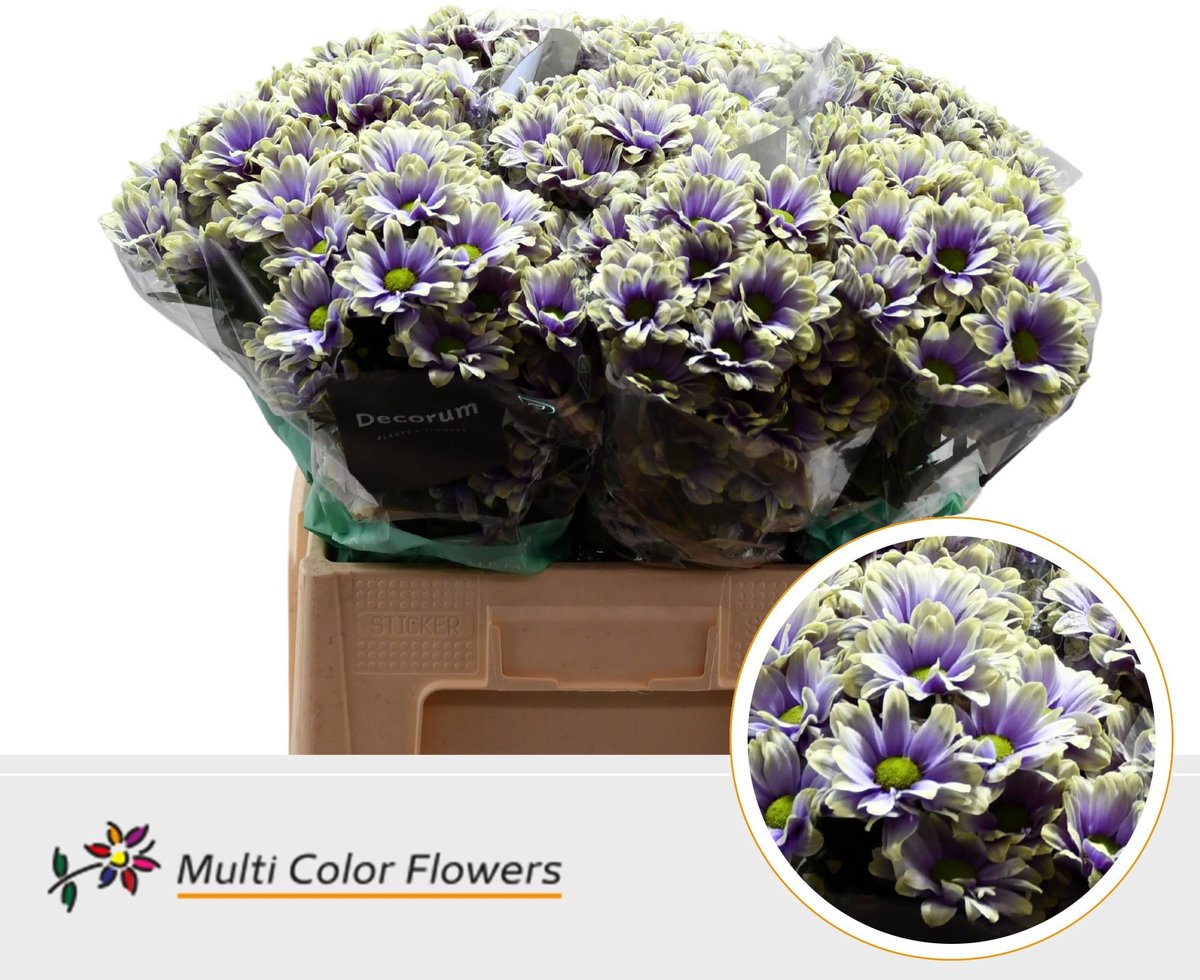 10x Chrysant overig 60cm