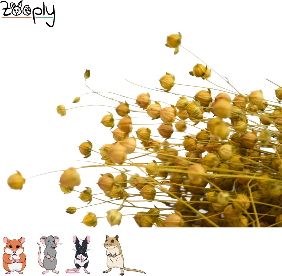 Zooply Lijnzaadplant - 110 gram - in koker