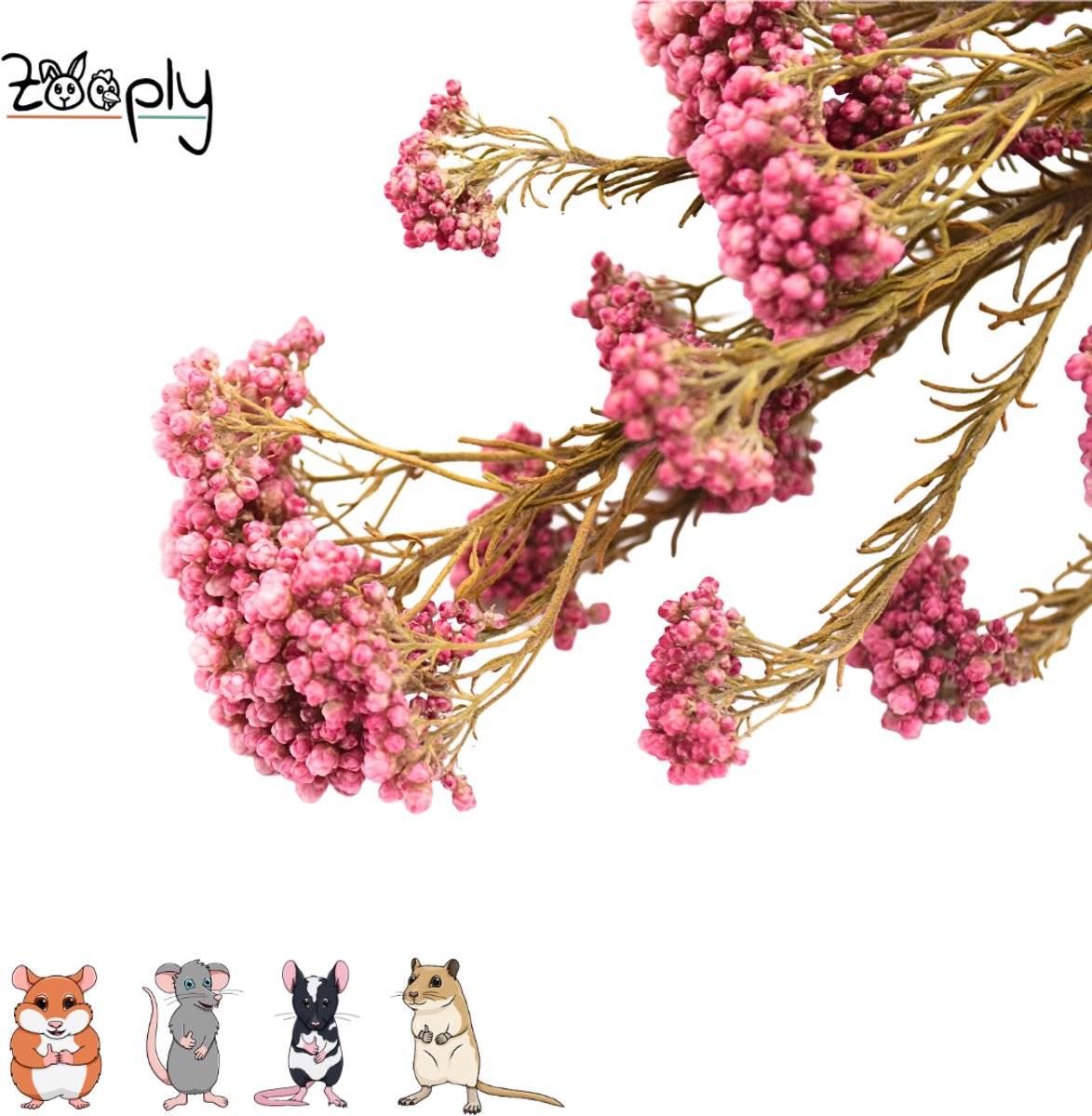 Zooply Duizenblad - 70 gram - in koker