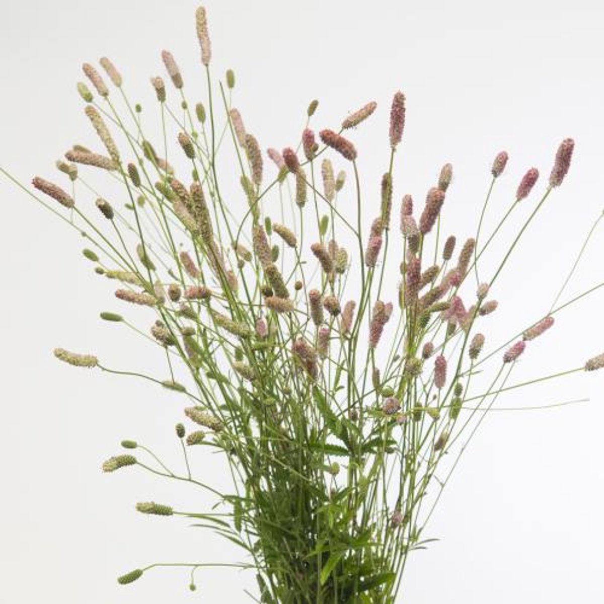 50x Sanguisorba pink tanna 70cm