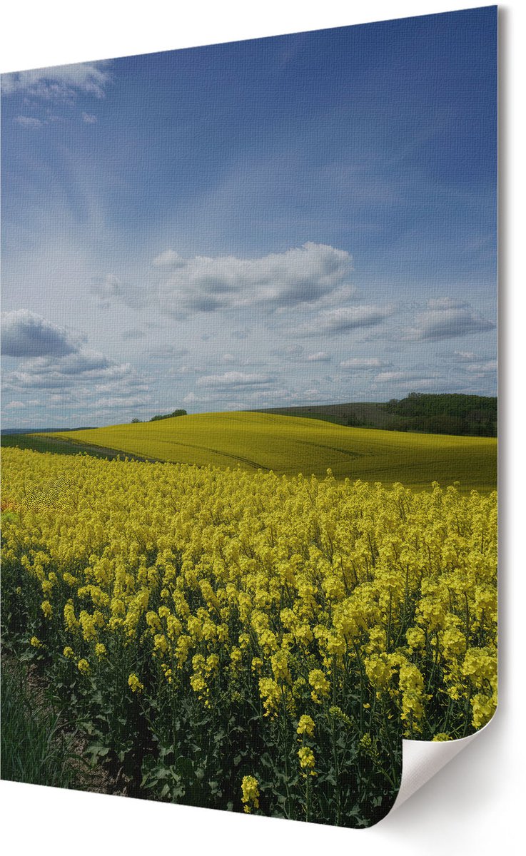 Coloray Polycanvas Poster - Bosochtend, Fotografie - A2 - Bruin Wandposter - Rechthoek - Muurdecoratie - Woonkamer, Slaapkamer, Kantoor - Klassiek