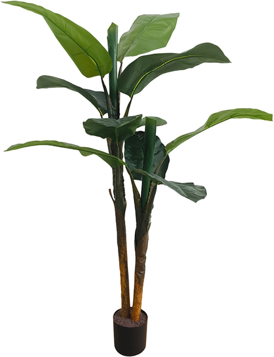 Bananenboom 120cm