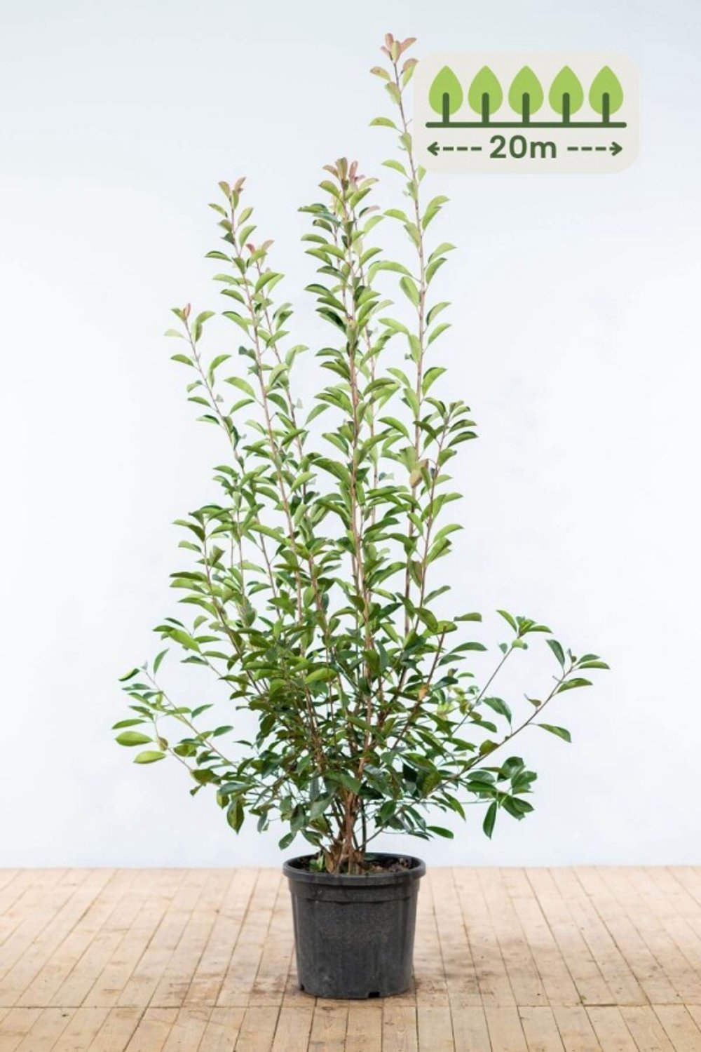 Photinia fraseri 'Red Robin' 175-200 cm voor 20 meter - 40st. Photinia fraseri 'Red Robin'